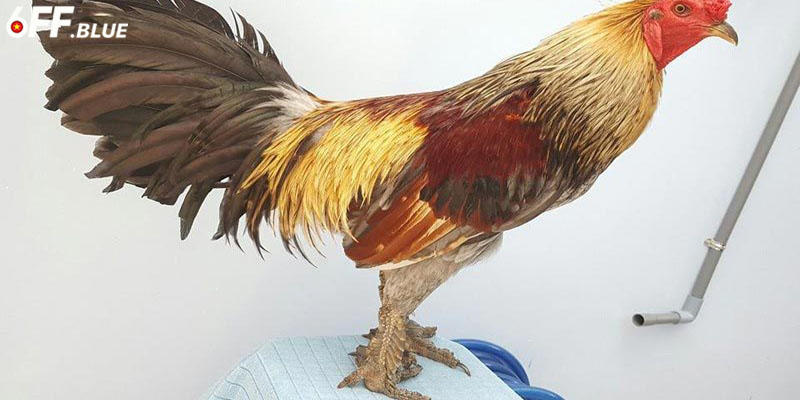 Cách Xem Chân Gà Chọi Cực Độc Từ Các Sư Kê Lâu Năm