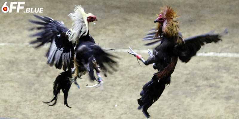 Gà Đòn Thomo – Cuốn Hút Từ Các Đòn Đánh Đến Kỹ Thuật